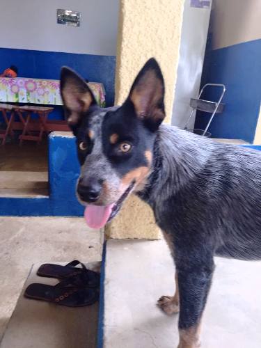 Vamos ajudar encontrar a Kira? É urgente e os donos recompensam