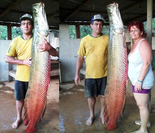 Pirarucu de quase dois metros é pescado no interior de Linhares