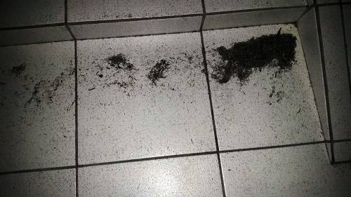 Domingo com muitos incêndios em Linhares e Sooretama, alguns são de origem criminosa