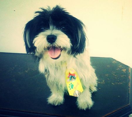 Quem é o dono desse lindo?