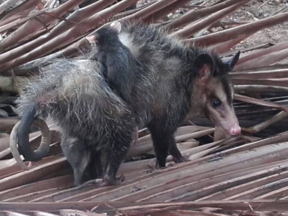 Queimadas: gambá com filhotes aparece no Projeto Meninos da Terra