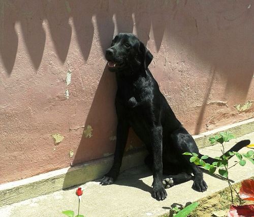 Negão fugiu e a família está desesperada. Idosa está muito triste