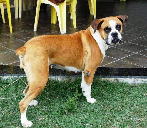 Mel é localizada no próprio bairro onde escapou. Confira
