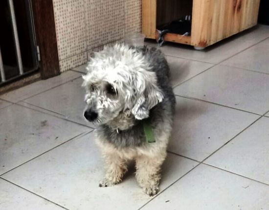 O dono apareceu! Saiba o nome e de onde esse lindo fugiu