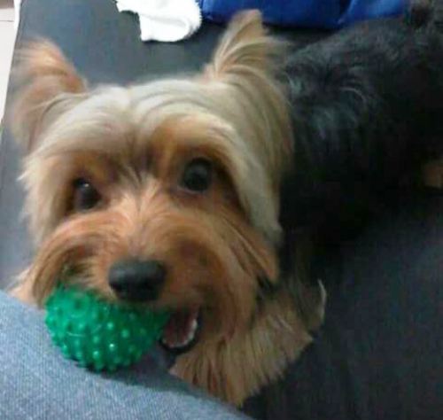 Internauta vê notícia e entrega Nino aos donos