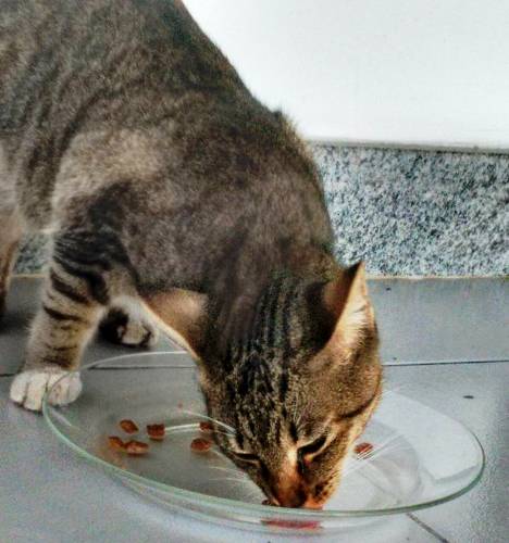 Quer adotar? Gatinha é enxotada no Três Barras e cena comove internauta