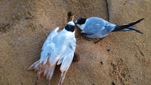 Além de peixes, aves agonizam e morrem em Regência. E vem mais lama por aí