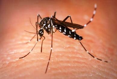 Fumacê intensifica combate à dengue. Saiba quando ele passa no seu bairro
