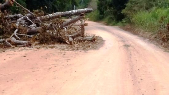 Árvore pode causar acidente na Estrada de Povoação, afirma internauta