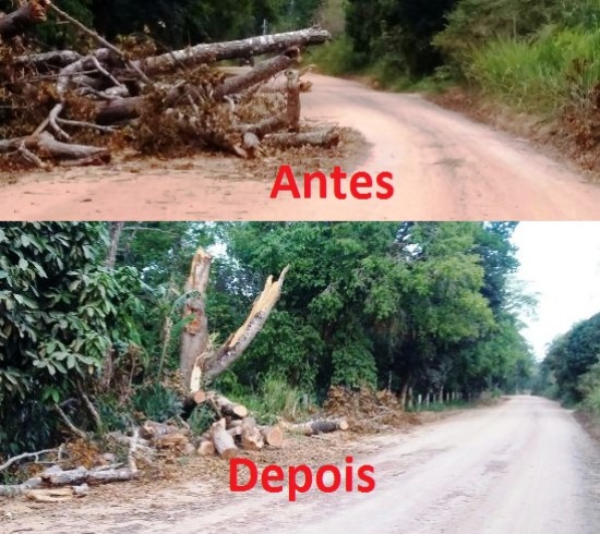 Internauta reclama e árvore é retirada da Estrada de Povoação
