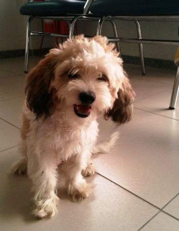 Quem é o dono? Esse lindo apareceu no prédio do MPF