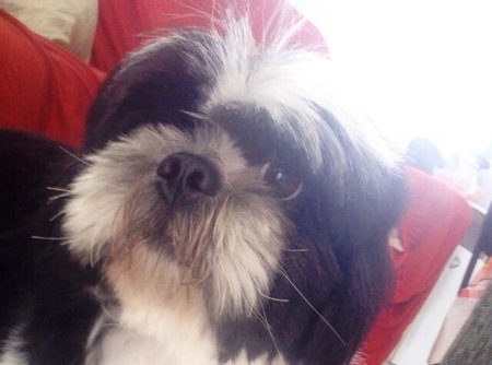 Quem está com o Pingo? Devolva-o!
