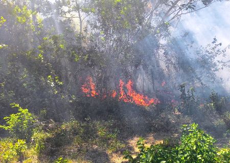 Incêndio destroi parte de mata no trevo de Povoação