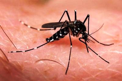 Médico do Norte do ES identifica predador para o mosquito da dengue
