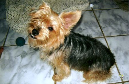 Cachorrinha idosa e cega desaparece misteriosamente no BNH