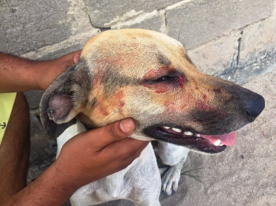 Cachorro ensanguentado é alvo de ocorrência da PM