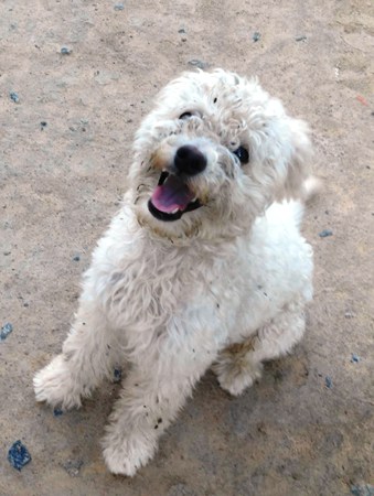 Quem é dono desse lindo? Ele foi encontrado por uma internauta