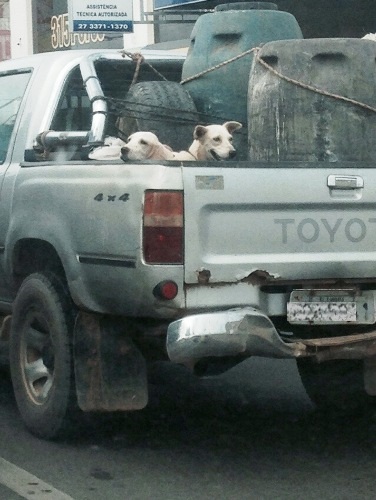 Tadinhos: vejam como esses animais são transportados