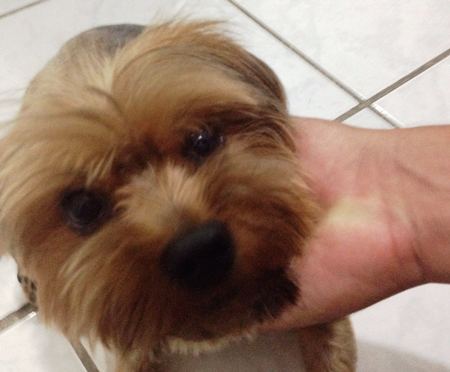 Casal procura dono de cachorrinho encontrado perambulando no Conceição