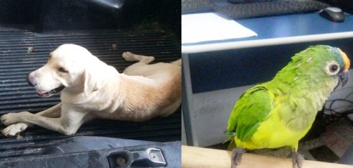 Papagaio aparece no Conceição e labrador no Centro. Cadê os donos?