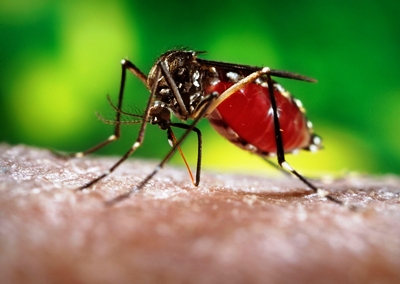 Faxina: Linhares anuncia mutirão para acabar com focos do Aedes aegypti