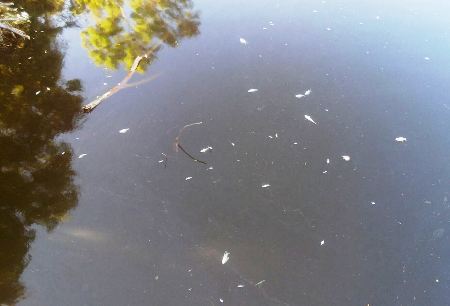 Peixes mortos no Rio Ipiranga. Biólogos monitoram e dizem o motivo