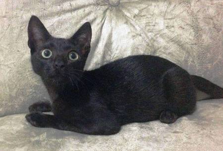 Quem é o dono desse pretinho lindo?