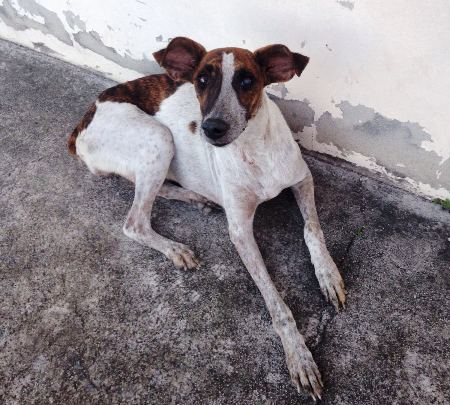 Comovente: cadela é o retrato da tristeza no Shell