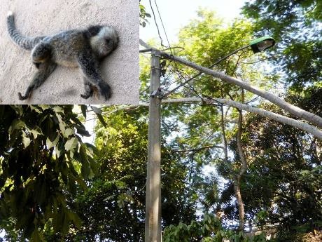 Macacos morrem eletrocutados no Centro de Linhares
