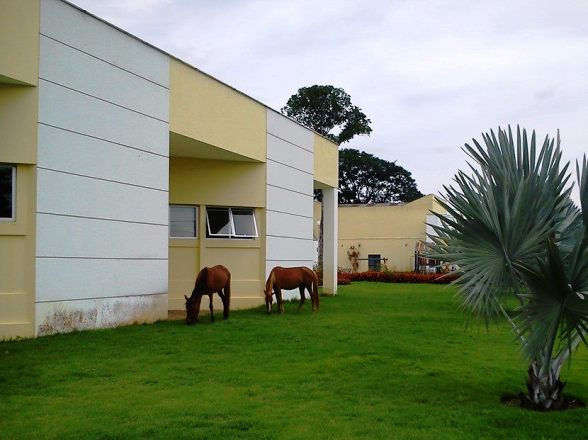 Internauta registra cavalos pastando na Praça 22 de Agosto