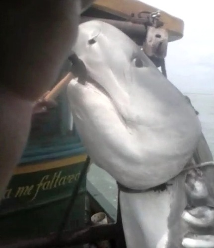 Vídeo: pescadores da BA fisgam tubarão em praia de Linhares
