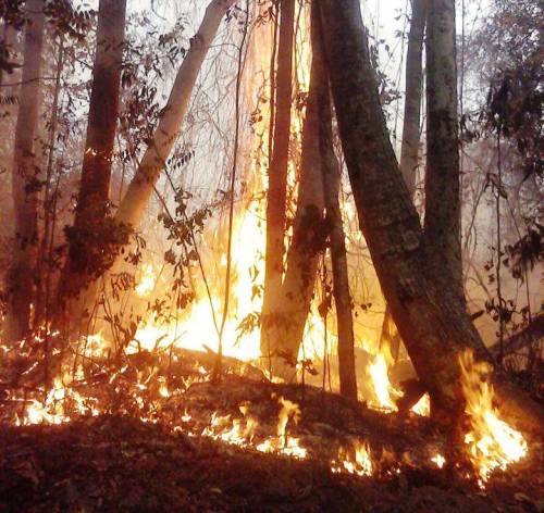 S.O.S. reservas de Linhares e Sooretama: saiba como ajudar 200 pessoas no combate ao fogo 