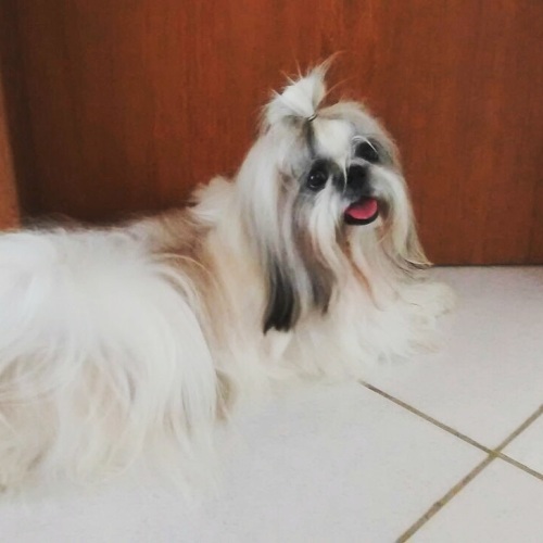 Quem pode ajudar? York está sofrendo longe da família