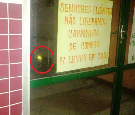 Feriado: gato é flagrado dentro de supermercado no Interlagos