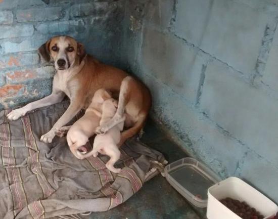 S.O.S animais resgatados: Voluntários organizam campanha para arrecadar ração