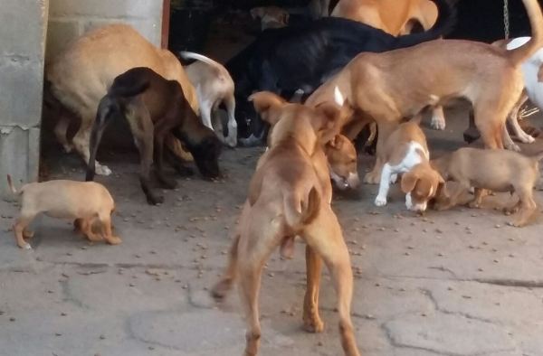 Vem aí a feira de adoção Anjos de Resgate. Terá até lanche especial para você