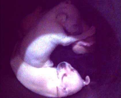 Crueldade x bondade: voluntária impede sacrifício de cãezinhos no São José