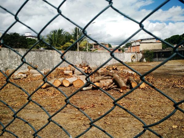 Araçá: internauta flagra corte de árvores e diz que “não precisava disso