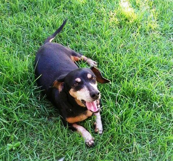 Urgente: Recompensa para quem encontrar Pretinha