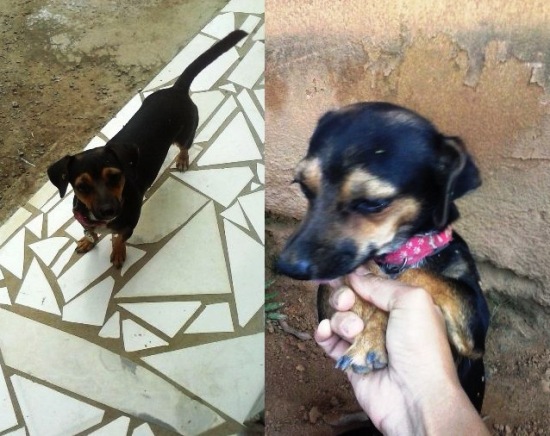 Quem é o dono? Internauta encontrou essa linda no Centro de Linhares