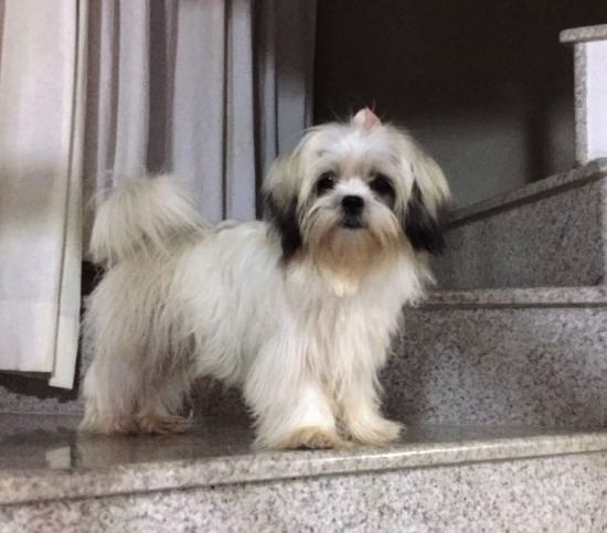 Urgente: procura-se pela Mel, e paga-se recompensa