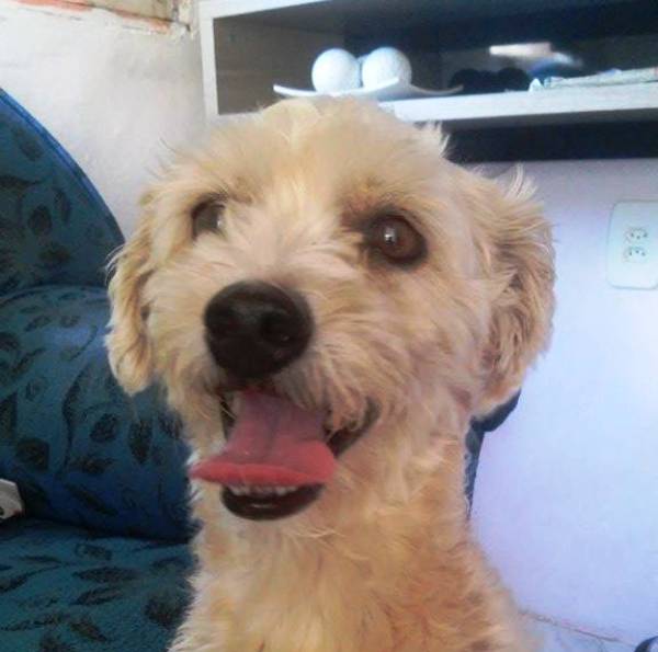 Ajudem dono a encontrar o Joca. É urgente