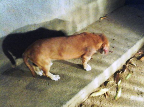 Animal muito ferido é abandonado e motorista pede ajuda aos internautas