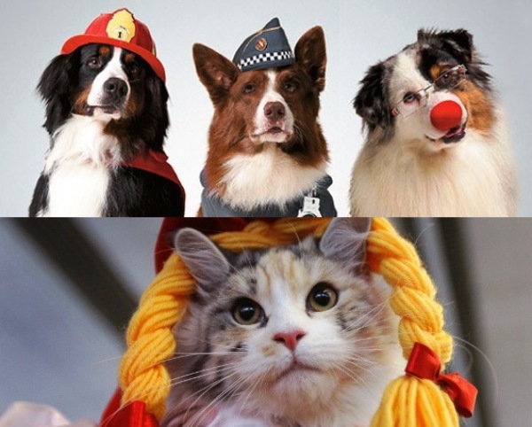 Festa Cãonina: evento vai agitar AABB