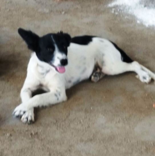 Branquinha some, irmã deixa de comer e dona está desesperada