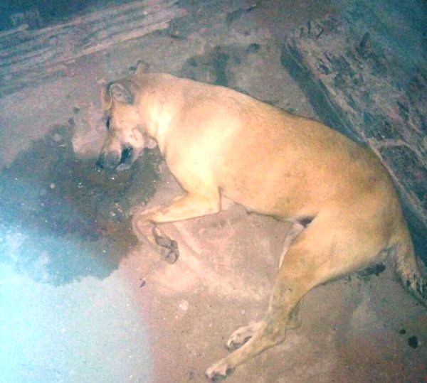 “Assassino” de cachorros mata oito animais em dois dias no Canivete