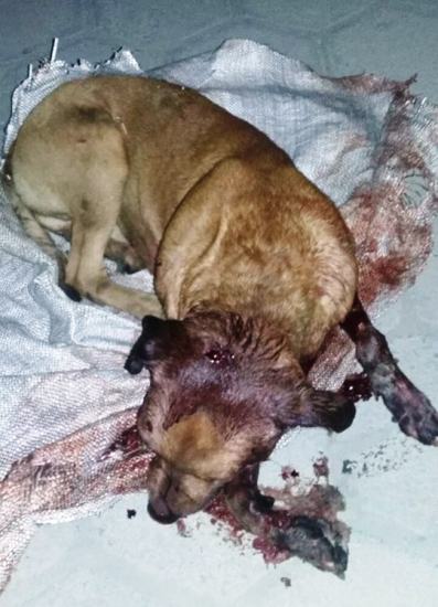 Revolta: animal espancado tenta recuperação em clínica de Linhares. Voluntários pedem ajuda