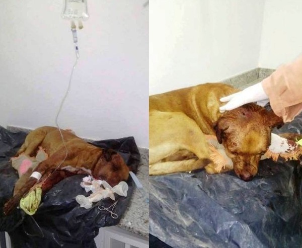 Espancador de cachorro lutou com PMs e animal luta para sobreviver