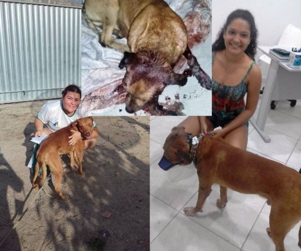 Recuperação de cachorro em Sooretama: é um guerreiro, dizem voluntárias