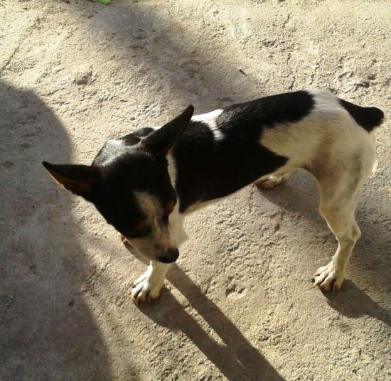Quem é o dono desse lindo? Vamos ajudar?